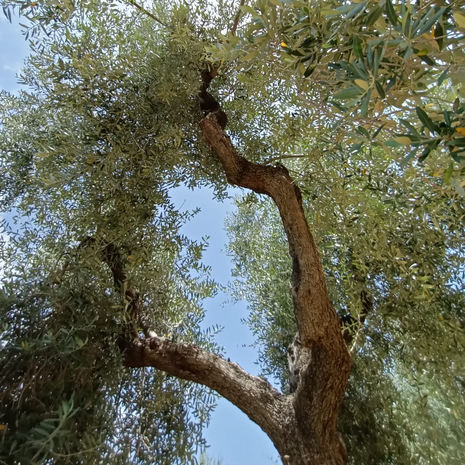 La produzione del nostro olio